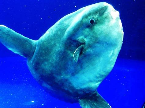 Holy Mola Weirdest Fish In The Ocean Makes Rare Appearance In Barnegat Bay With Images