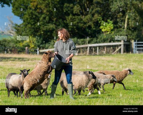 Farmer Becci Helm Feeding Shetland Sheep On A Farm In Shropshire