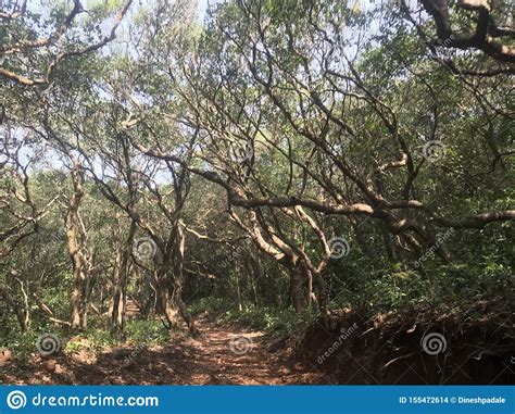 View Of Inside Forest Trees Landscape Forest Trees Stock Photo Image