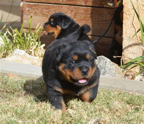 Come join the dkv rottweilers. German Rottweiler Puppies For Sale - Von Ruelmann Rottweilers inc : Other | Rottweiler Puppies ...