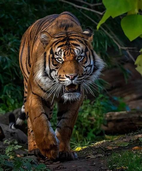 At 200 300lbs 100 140kgs The Sumatran Tiger Is The Smallest Tiger