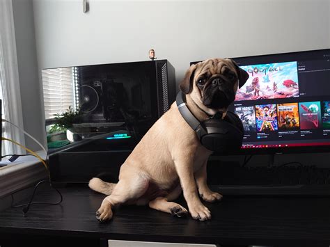 Gaming Pug Rpug