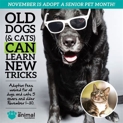 Did You Know November Is Adopt A Senior Pet Month Were Celebrating