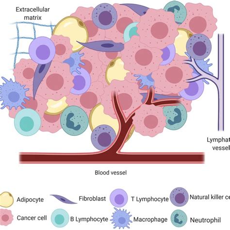 Schematic Of The Interaction Between Tumor Cells And Endothelial