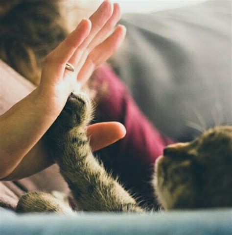 9 Cara Merawat Kucing Anggora Dengan Benar Panduan Lengkap Untuk Pemula