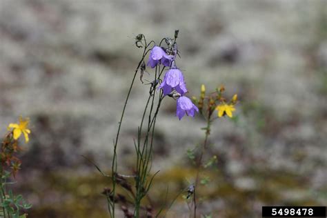 Harebell Campanula Rotundifolia