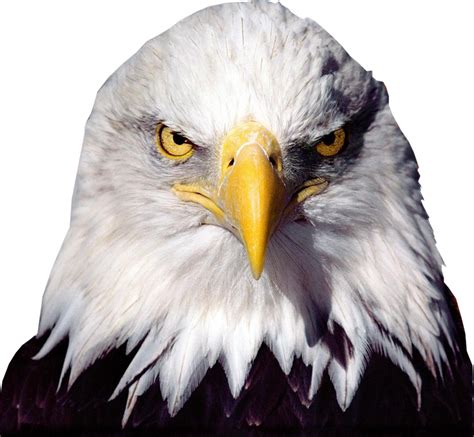 Bald Eagle Bird Eagle Png Download 796735 Free Transparent Bald