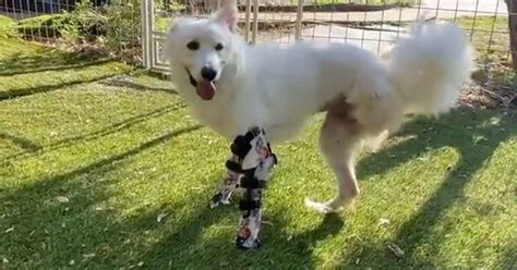 Check spelling or type a new query. Dog born with no front legs takes first steps with prosthetics in heartwarming clip - Daily Star