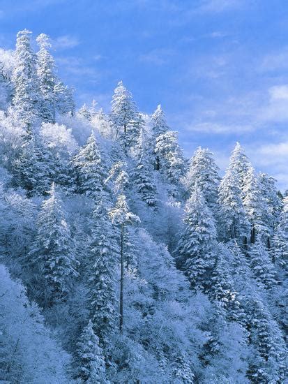 Snow Covered Trees In Forest Newfound Gap Great Smoky