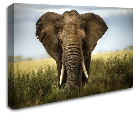 Africa Safari Elephant Wall Art Canvas 8998 1108 Stickers Wall