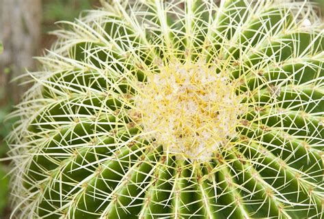 Cactus Cacti Plant Free Photo On Pixabay Pixabay