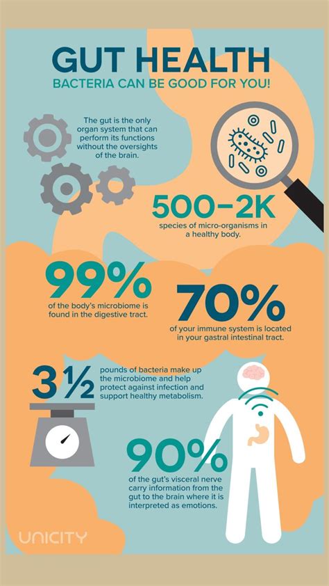The Importance Of Gut Health Gut Health Health Facts Infographic