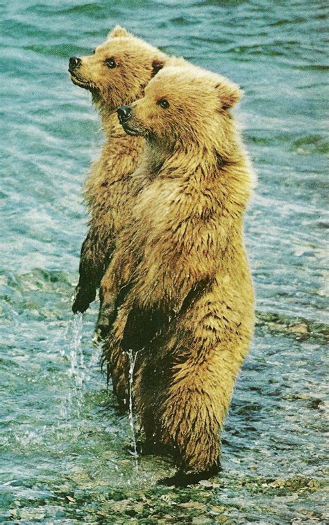 Brown Bear Cubs In Alaska National Geographic September 1975 National