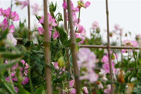 Beyond Eden How To Grow Sweet Peas At Home Growing Magazine