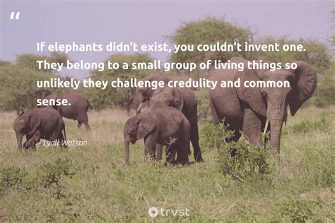 63 Elephant Quotes Inspiring Mighty Thoughts