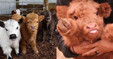 Fluffy Baby Cows Are Here To Make Your Day Better