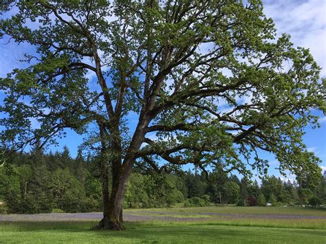 Identify White Oak Tree