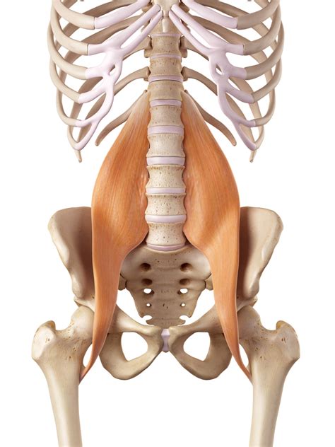 Muscle And Ligament Pain In The Lower Back