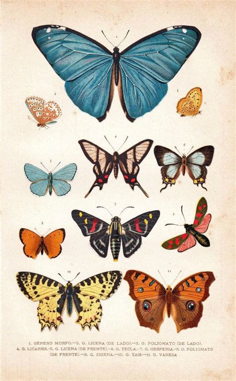 Scientific Illustration — Aycarambas Butterflies Chromolithograph