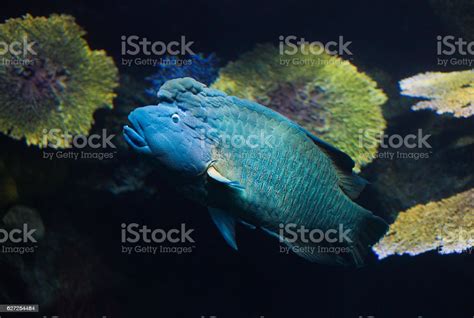 Blue Fish Stock Photo Download Image Now Blue Environmental