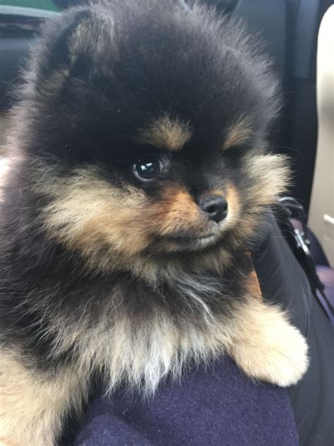 Teacup Pomeranian Black And Tan For Sale Pets Lovers