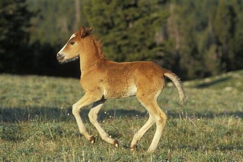 Mustang Wild Horse Colt Running Photos Puzzles Prints Cards Framed