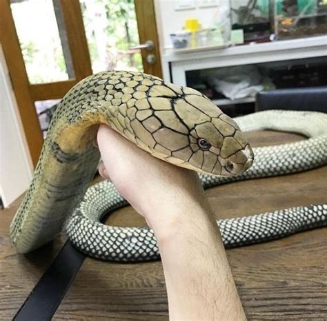 Service animals, or assistance animals, are specified by the only assistance animals meet these guidelines. Snakes Can Be Friends | Animals