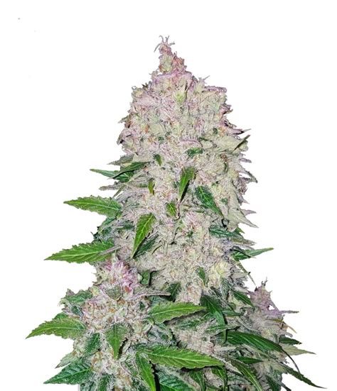 Wholesale Fast Buds Seeds Stardawg Automatic 5 Seeds