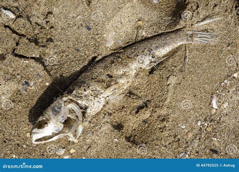 Dead Fish Stock Image Image Of Death Seashore Lying 44792525