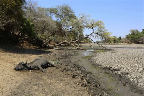 Zimbabwes Severe Drought Killing Elephants Other Wildlife