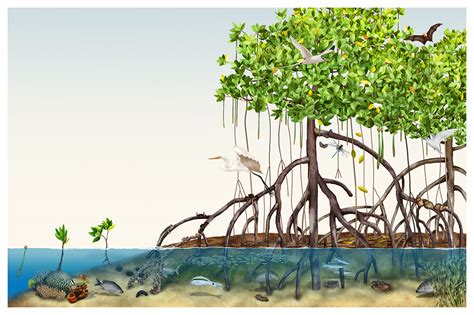 Mangrove Ecosystem Mangrove Ecosystems Forest Illustration