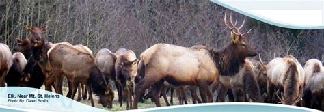 Elk ~ Cowlitz County Wa Pacific Northwest Elk County
