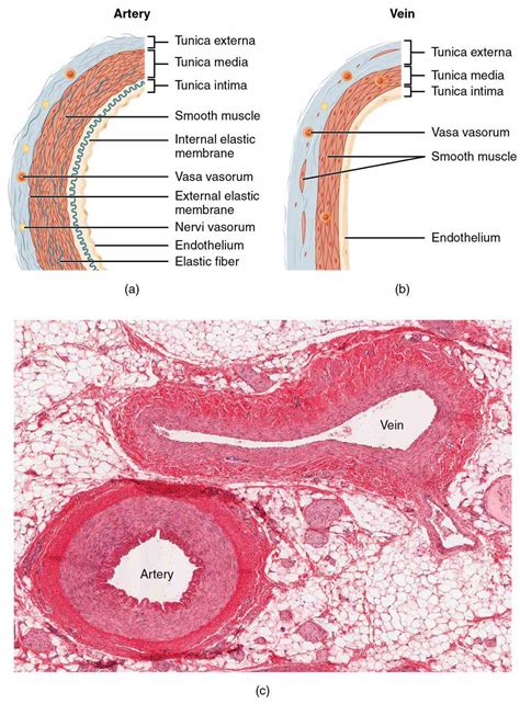 Arteries Veins And Capillaries Structure