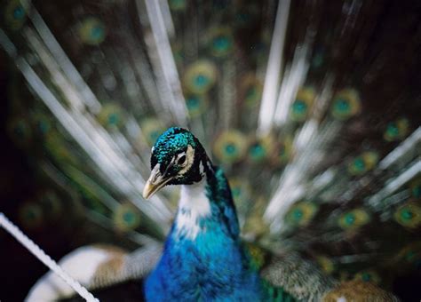 Untitled Peacock Animals Photo