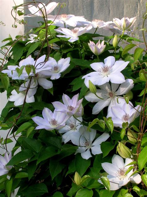 Click on image to view plant details. clematis in Loi Thai's beautiful garden | Clematis ...