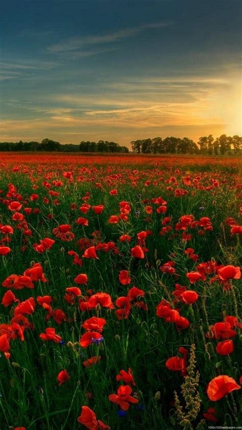 🔥field Of Poppies Android Iphone Desktop Hd Backgrounds