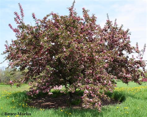 There are several possible reasons for a crabapple not blooming, some simple and some more involved. Robinson Crabapple - Malus 'Robinson' - North American ...