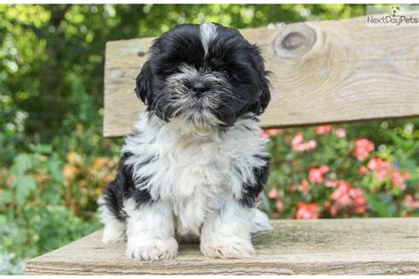 Shih Tzu Puppy For Sale Near Lancaster Pennsylvania 5898fcaf 00f1
