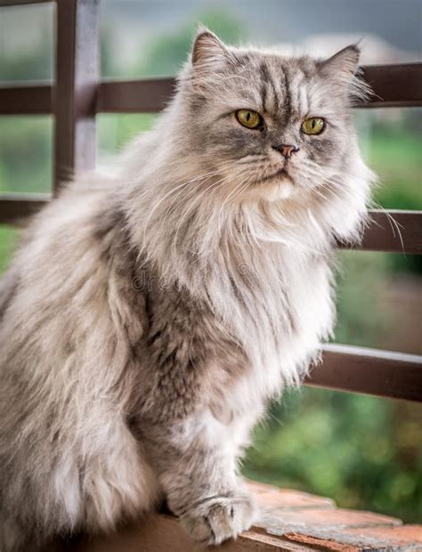 Grey Persian Cat Stock Photo Image Of People Length 34141794