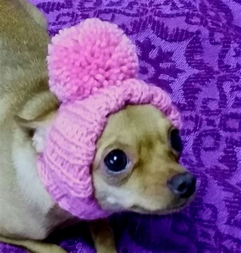 Hat Knitted Dog Pet Hat Hat Warm Dog Hat Winter Dog Hat Puppy Etsy
