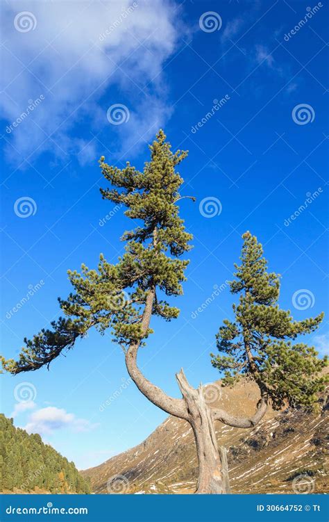 Old Pine Tree Stock Photo Image Of Landscape Conifer 30664752