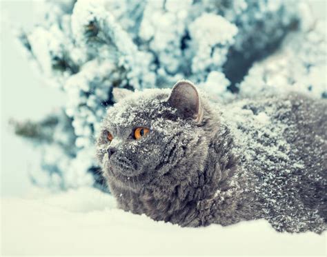 Cat Siting In Snow During Blizzard Stock Image Image Of Shorthair