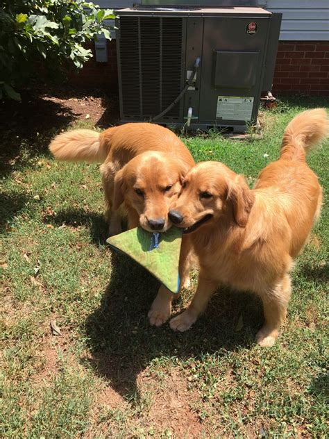 We are delighted to announce that leia is confirmed with pup. Golden Retriever Puppies For Sale Beaufort Sc | Top Dog ...