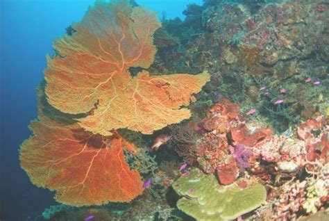 13 Most Beautiful Coral Reefs In The World With Pictures Conserve