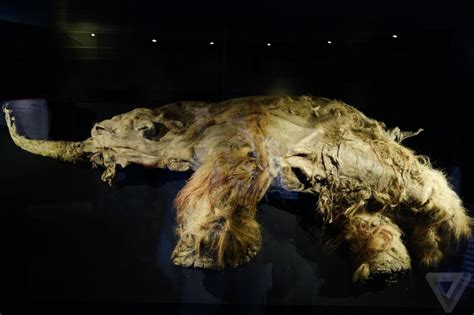 Meet Yuka The 39000 Year Old Mummified Woolly Mammoth Scientists Want To Clone Wooly Mammoth