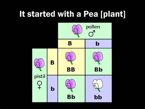 What Is A Punnett Square And Why Is It Useful In Genetics Humerus Revelations Of The Naked