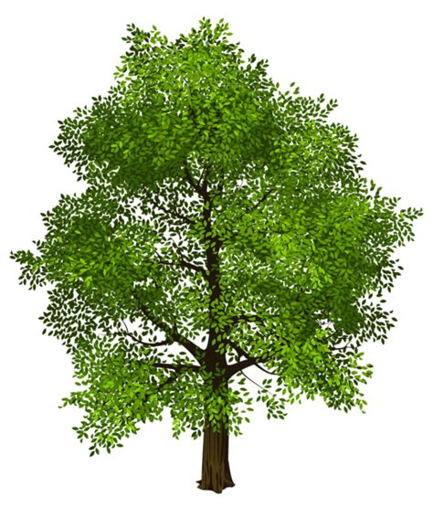 Tree Png Transparent Image Download Size 512x600px