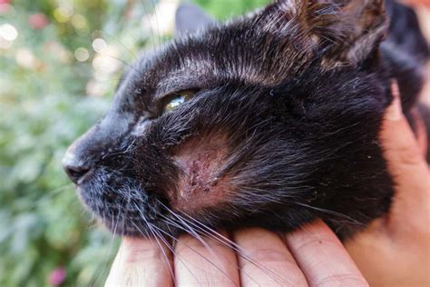 4 Reasons Why You Shouldnt Pick Scabs Off Cats