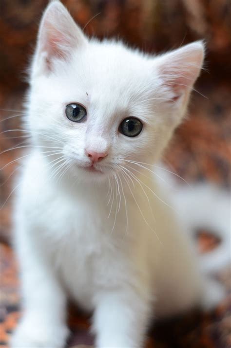 25 Bästa White Kittens Idéerna På Pinterest Underbara