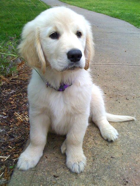 Akc registered golden retriever puppies for sale. Golden Retriever Rescue South Carolina | Top Dog Information
